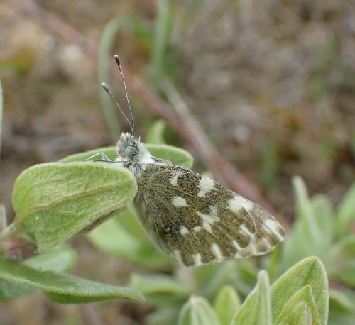 Réf. 287 357 : Pontia daplidice